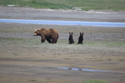 Mother with springcubs