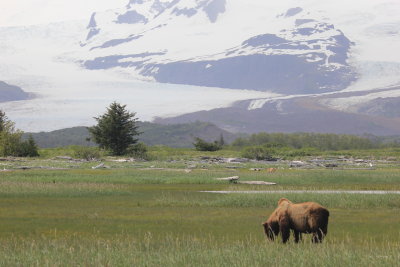 Grizzly feeding on sedge grass