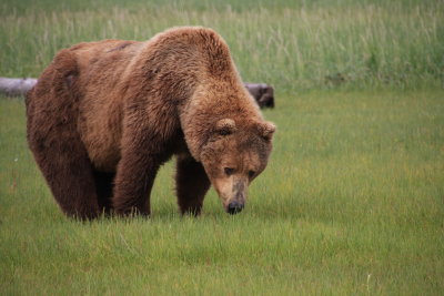 Grizzly male