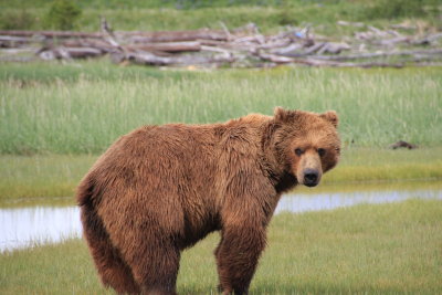 Grizzly male