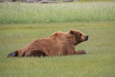 Grizzly male