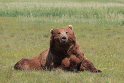 Big grizzly male