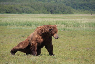 Big Grizzly male