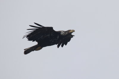 Adolescent Bald Eagle