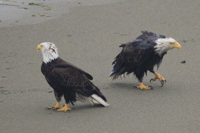 Bald Eagles 