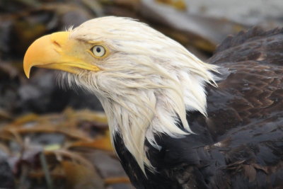 Bald Eagle 