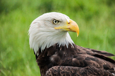 DEVALK Eagles-2649.jpg