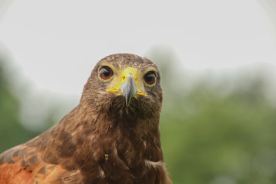 DEVALK buizerd en havik-9355.jpg