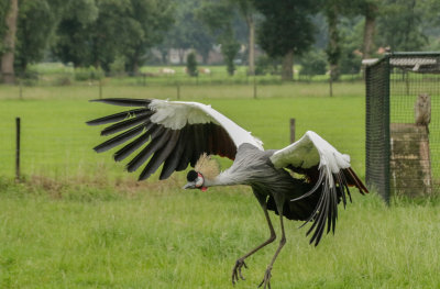 DEVALK hoornraaf-ooievaar-kraanvogel-4739.jpg