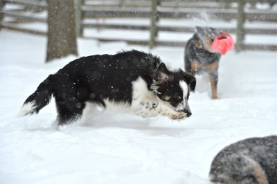 2015 Dog Park & Snow Days