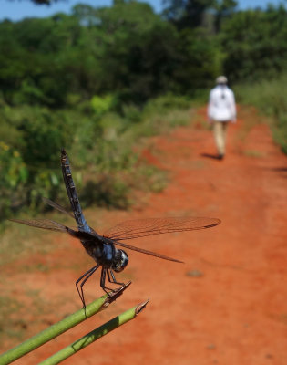 Ankarafantsika