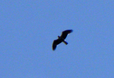 Booted Eagle (Dvärgörn)