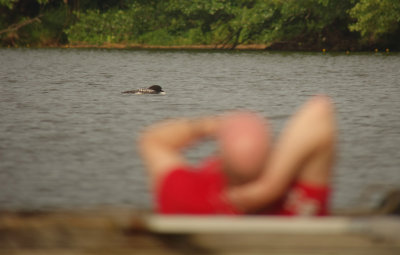 White-billed Diver (Vitnbbad islom)