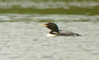 White-billed Diver (Vitnbbad islom)