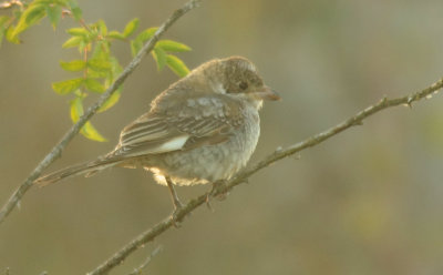 Woodchat Shrike (Rödhuvad törnskata)
