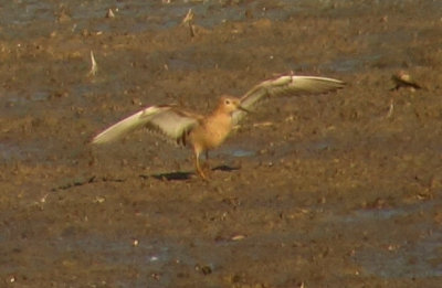 Buff-breasted Sandpiper  (Prrielpare)