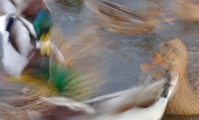 Moving Ducks