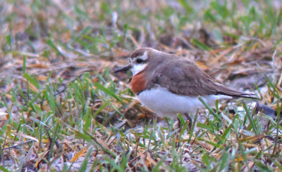 Caspian Plover (Kaspisk pipare)