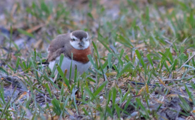 Caspian Plover (Kaspisk pipare)