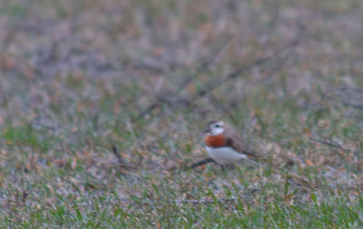 Caspian Plover (Kaspisk pipare)