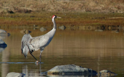 Birds in Sweden