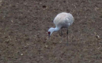 Sandhill Crane (Prrietrana)