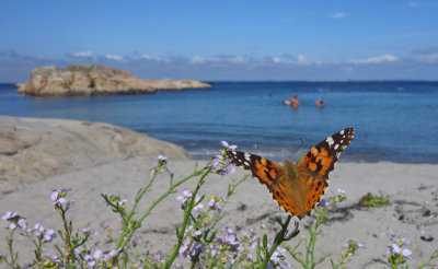 Butterflies in Sweden