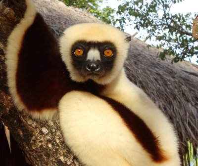 Coquerels Sifaka