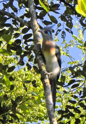 Crested Coua