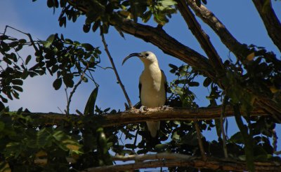 Birds of Madagascar