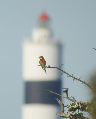 Rare birds in sweden