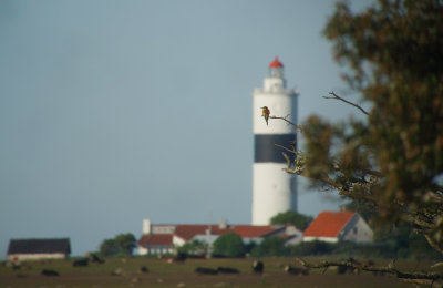 Rare birds in sweden