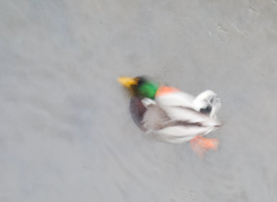 Blurry Birds