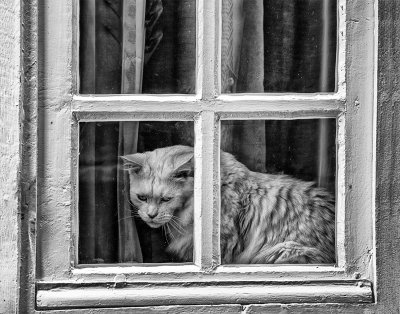 Cat in a Window.jpg