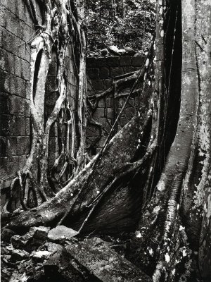 Commandant's Quarters Ruins, Fort Shirley, Dominica 2015.