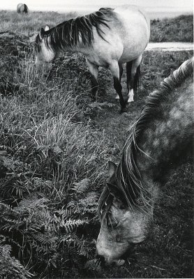Lundy Ponys, Lundy, UK, 2015.