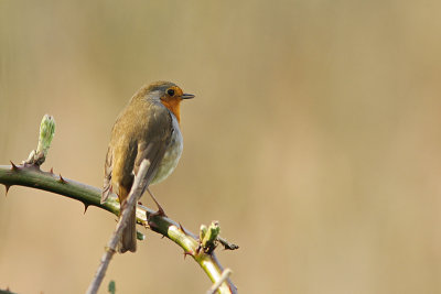 Roodborst