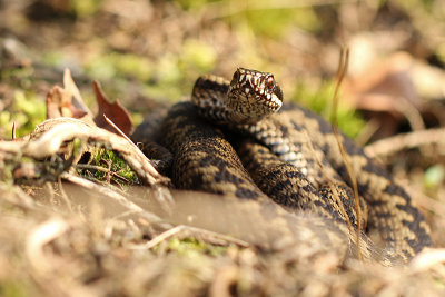 Adder