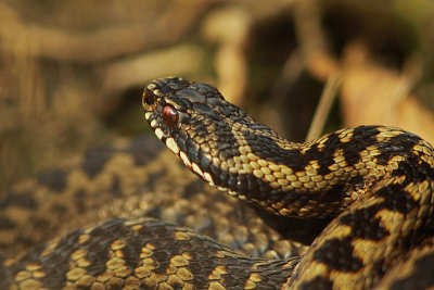 Adder