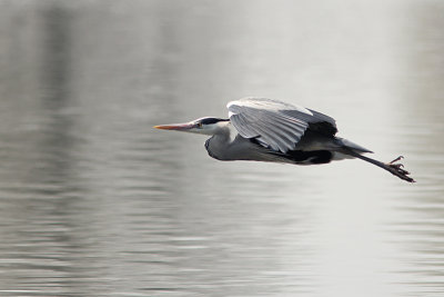 Blauwe Reiger