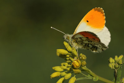 Oranjetipje