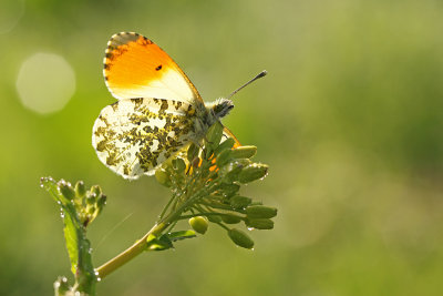 Oranjetipje