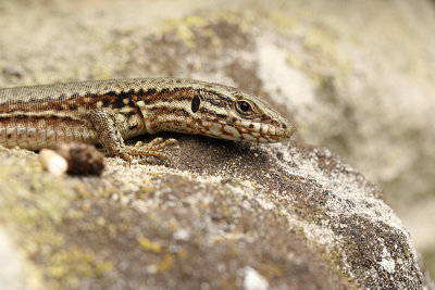 Muurhagedis