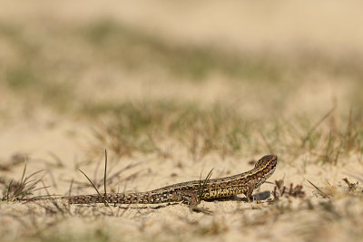 Levendbarende Hagedis
