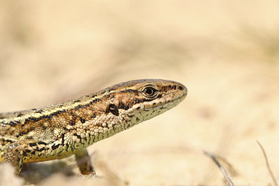 Levendbarende Hagedis