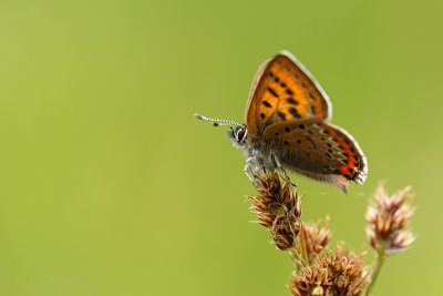 Blauwe Vuurvlinder, Blauschillernder Feuerfalter
