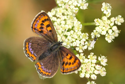 Blauwe Vuurvlinder, Blauschillernder Feuerfalter
