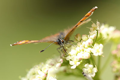 Blauwe Vuurvlinder, Blauschillernder Feuerfalter