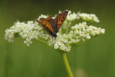 Blauwe Vuurvlinder, Blauschillernder Feuerfalter