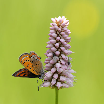 Blauwe Vuurvlinder, Blauschillernder Feuerfalter
